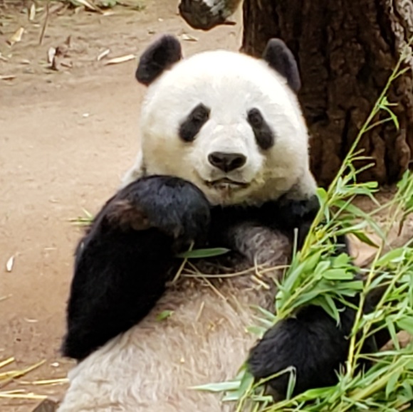 Meet your Posher, Randi - Picture 1 of 1